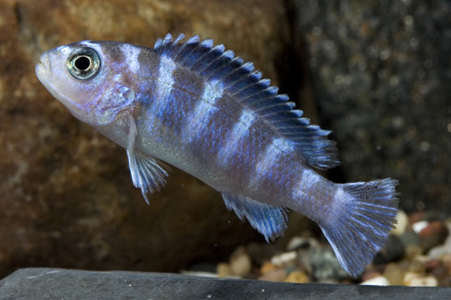 picture of Pseudotropheus Demasoni Cichlid Sml                                                                  Pseudotropheus demasoni