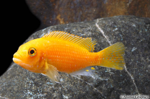 picture of Red Zebra Cichlid Sml                                                                                Maylandia zebra 'Red'