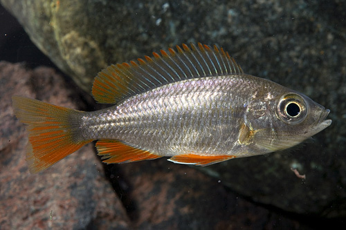 picture of Redfin Copadichromis Borleyi Cichlid Med                                                             Copadichromis borleyi