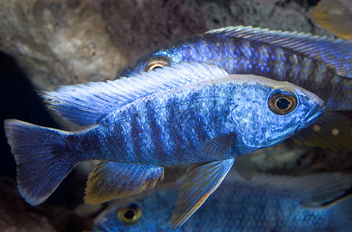 picture of Electric Blue Ahli Cichlid Reg                                                                       Sciaenochromis ahli