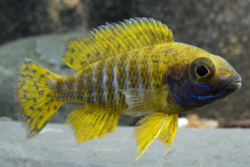 picture of Sunshine Peacock Cichlid Reg                                                                         Aulonocara stuartgranti 'Sunshine'