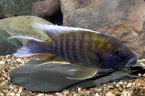 picture of Swallowtail Peacock Cichlid Xlg                                                                      Aulonocara carolli