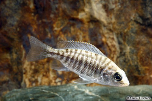 picture of Tangerine Tiger Cichlid Reg                                                                          Protomelas taeniolatus