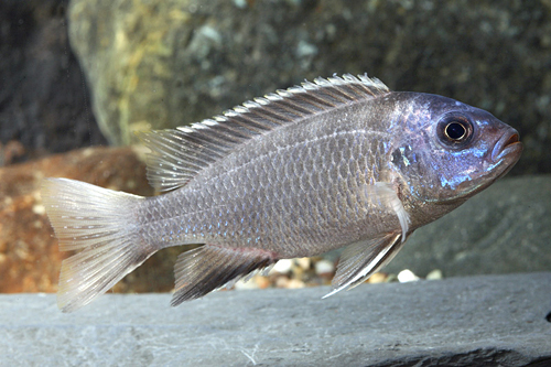 picture of Whitetail Pseudotropheus Acei Cichlid Reg                                                            Pseudotropheus acei 'Whitetail'