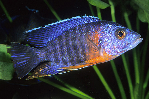 picture of Red Shoulder Peacock Cichlid Med                                                                     Aulonocara nyassae 'Red Shoulder'