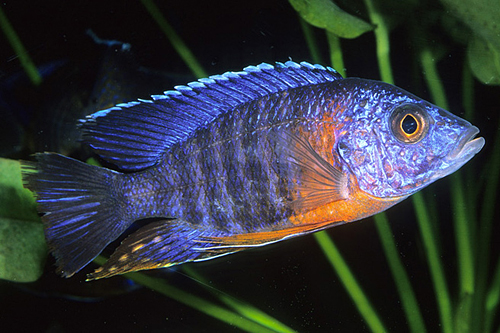 picture of Red Shoulder Peacock Cichlid Lrg                                                                     Aulonocara nyassae 'Red Shoulder'