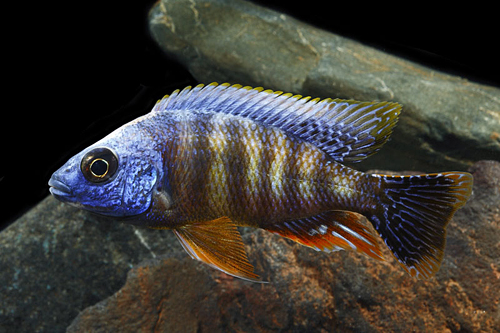 picture of Taiwan Reef Protomelas Steveni Cichlid Lrg                                                           Protomelas steveni  var. Taiwan Reef