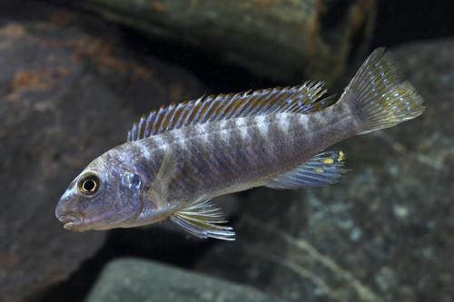 picture of Redtop Labeotropheus Trewavasae Cichlid Med                                                          Labeotropheus trewavasae 'Redtop'