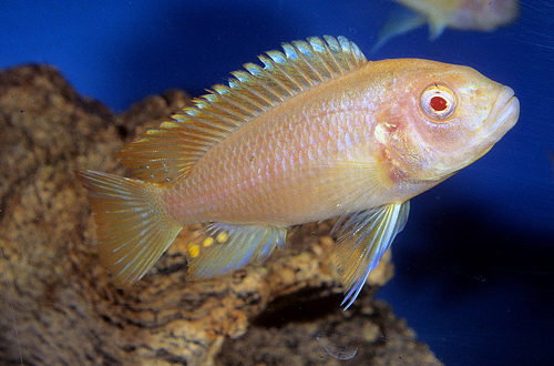 picture of Albino Redfin Zebra Cichlid Reg                                                                      Maylandia zebra 'Albino Redfin'