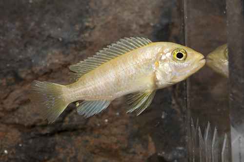 picture of Yellow Zebra Cichlid Reg                                                                             Maylandia zebra 'Yellow'