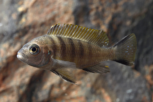 picture of Metriaclima Mbwecca Cichlid Reg                                                                      Metriaclima sp. 'Mbweca'