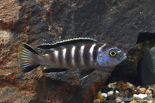 picture of Chailosi Pseudotropheus Elongatus Cichlid Reg                                                        Pseudotropheus sp. elongatus 'Chailosi'