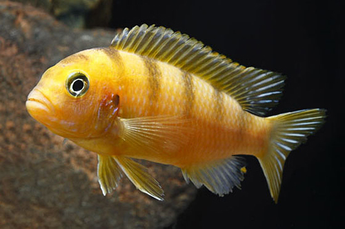 picture of Maylandia Ornatus Cichlid Lrg                                                                        Pseudotropheus sp. elongatus 'Ornatus’