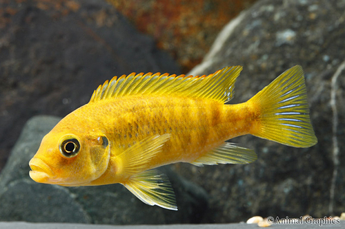 picture of Nkhata Orange Petro. Tridentiger Cichlid Reg                                                         Petrotilapia tridentiger