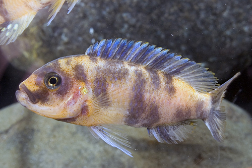 picture of O.B Zebra Cichlid Reg                                                                                Maylandia zebra 'OB'