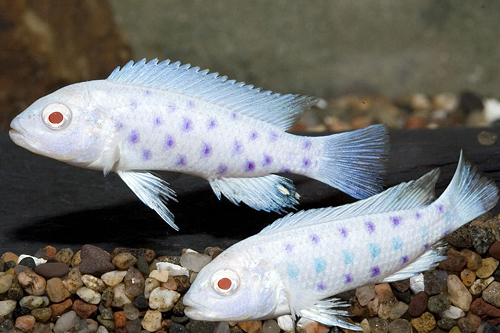 picture of Albino Tattooed Pseudo. Socolofi Cichlid Reg                                                         Pseudotropheus socolofi 'Albino'