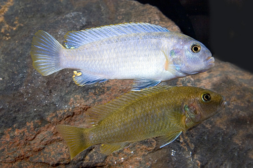 picture of Lion's Cove Pseudotropheus Polit Cichlid Reg                                                         Pseudotropheus polit var. Lions Cove