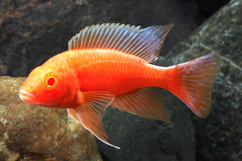 picture of Albino Strawberry Peacock Cichlid Med                                                                Aulonocara sp. 'Albino Strawberry'