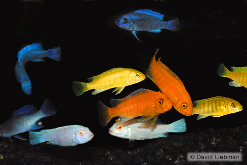 picture of Assorted Premium African Cichlid Sml                                                                 Maylandia, Pseudotropheus, Labidochromis spp. +