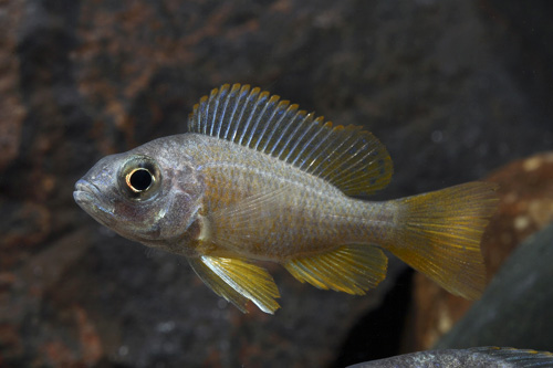 picture of Copadichromis Borleyi Cichlid Reg                                                                    Copadichromis borleyi