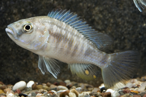 picture of Astatotilapia Calliptera Cichlid Reg                                                                 Astatotilapia calliptera