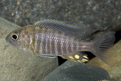 picture of Blue Orchid  Peacock Cichlid Male Med                                                                Aulonocara kandeense