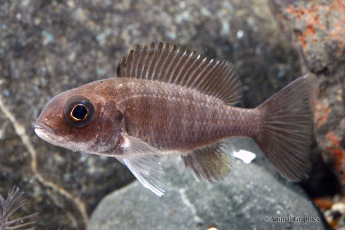 picture of Maulana Bicolor Peacock Cichlid Reg                                                                  Aulonocara sp.