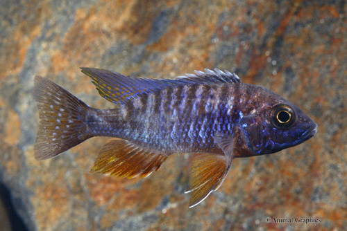 picture of Nyassae Peacock Cichlid Reg                                                                          Aulonocara nyassae