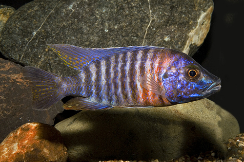 picture of Nyassae Peacock Cichlid Lrg                                                                          Aulonocara nyassae