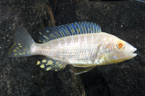 picture of Albino Red Peacock Cichlid Med                                                                       Aulonocara sp. 'Albino Ruby Red'