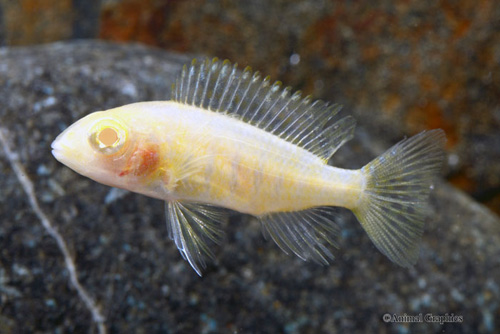 picture of Albino Sunburst Peacock Cichlid Reg                                                                  Aulonocara sp. 'Albino Sunburst'