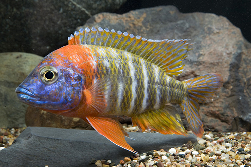 picture of Red Fire Queen Peacock Cichlid Lrg                                                                   Aulonocara baenschi 'Red'