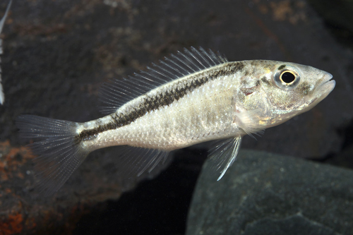 picture of Champsochromis Spilorhynchus Cichlid Reg                                                             Champsochromis spilorhynchus