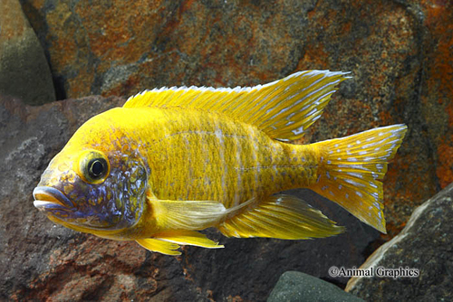 picture of Sunshine Peacock Cichlid Male Med                                                                    Aulonocara stuartgranti 'Sunshine'