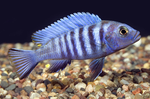 picture of Cynotilapia Afra Cichlid Sml                                                                         Cynotilapia afra