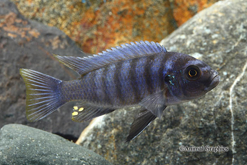 picture of Cynotilapia Afra Cichlid Shw                                                                         Cynotilapia afra