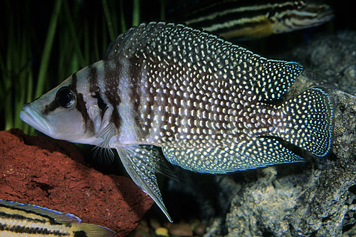 picture of Black Altolamprologus Calvus Cichlid Med                                                             Altolamprologus calvus 'Black'