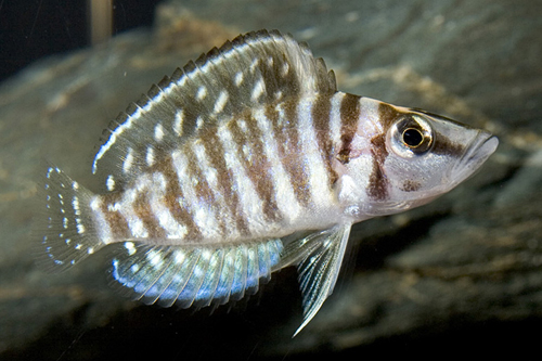 picture of White Altolamprologus Calvus Cichlid Reg                                                             Altolamprologus calvus 'White'