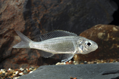 picture of Cyathopharanyx Furcifer Cichlid Med                                                                  Cyathopharanyx furcifer