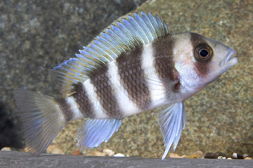 picture of Cyphotilapia Frontosa Cichlid M/S                                                                    Cyphotilapia frontosa