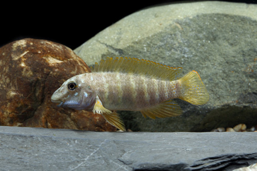 picture of Eretmodus Cyanostictus Cichlid Reg                                                                   Eretmodus cyanostictus