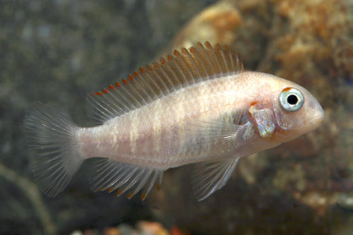 picture of Gold Firecracker Tropheus Moorii Cichlid Reg                                                         Tropheus moorii 'Gold Firecracker'
