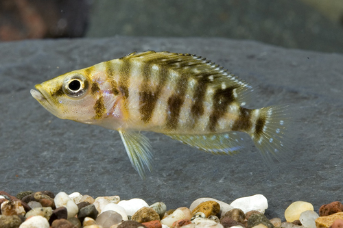 picture of Gold Head Altolamprologus Calvus Cichlid Reg                                                         Altolamprologus compressiceps