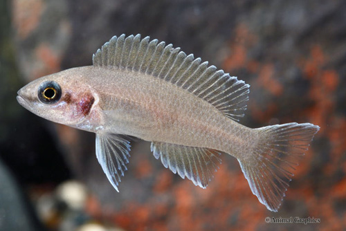 picture of Neolamprologus Brichardi Cichlid Sml                                                                 Neolamprologus brichardi