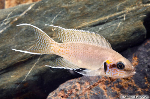 picture of Neolamprologus Brichardi Cichlid Reg                                                                 Neolamprologus brichardi