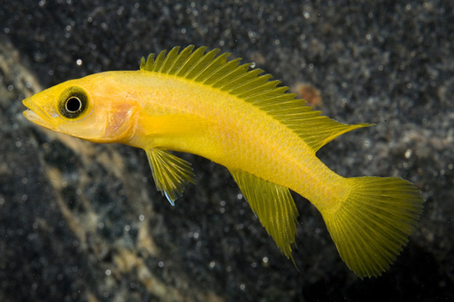 picture of Neolamprologus Leleupi Cichlid Reg                                                                   Neolamprologus leleupi