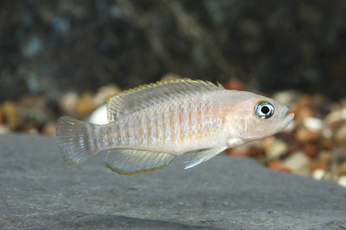 picture of Lamprologus Multifasciatus Cichlid Reg                                                               Neolamprologus multifasciatus