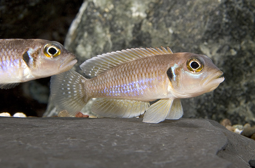 picture of Gold Lamprologus Ocellatus Cichlid Sml                                                               Lamprologus ocellatus