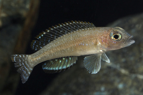 picture of Lamprologus Ornatipinnis Cichlid Reg                                                                 Lamprologus ornatipinnis