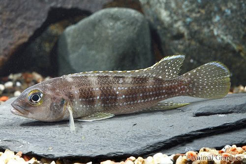 picture of Neolamprologus Tetracanthus Cichlid Sml                                                              Neolamprologus tetracanthus